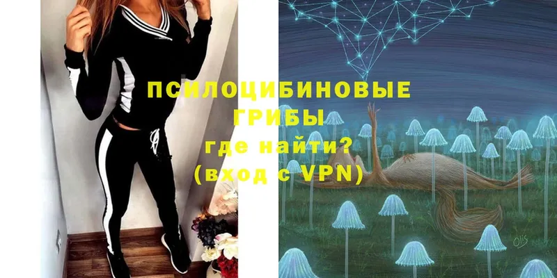 omg как войти  Сосновка  Галлюциногенные грибы Psilocybe 